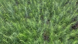 Ряды лиственниц растут