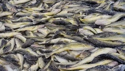 Из залива – на стол