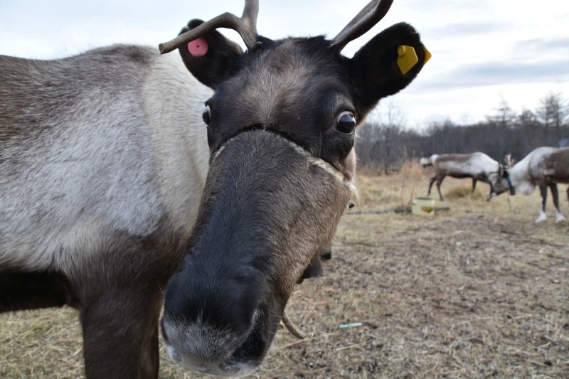 В суд передано дело об убийстве  26 северных оленей