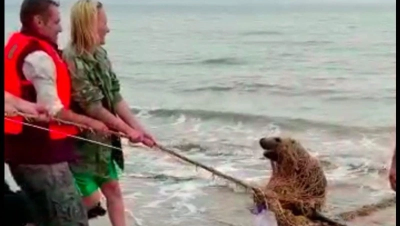 «А что такое «сивуч»?»