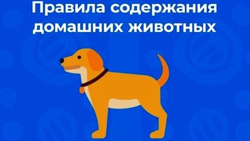 Дополнительные требования к содержанию домашних животных и к их выгулу