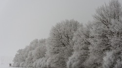 Сильная метель не прекратится: погода на Сахалине и Курилах 25 января 