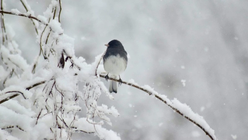 Народные приметы на 21 января 2024 года: что строго нельзя делать в этот день