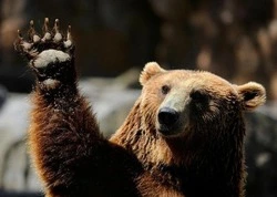 Медведи околачиваются у Ноглик
