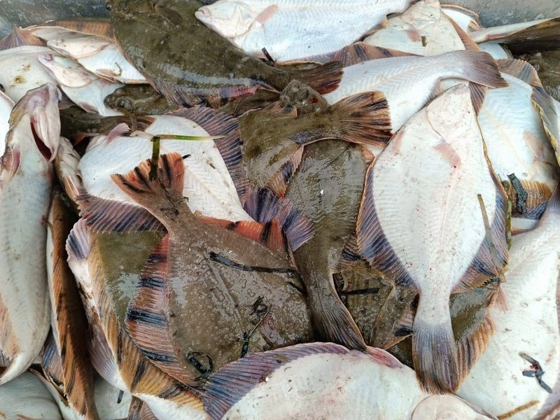 Доступные дары моря