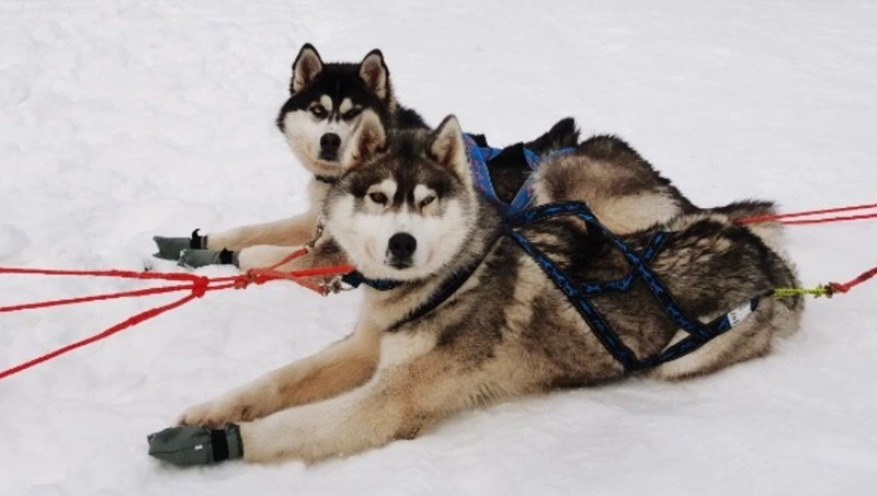 В селении, где шумят ветра