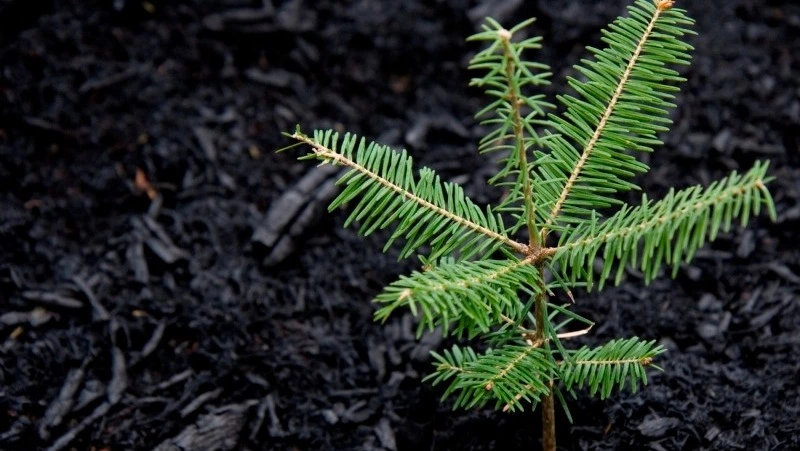 Почти миллион маленьких ёлочек