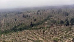 Восстановление сахалинских лесов продолжится 