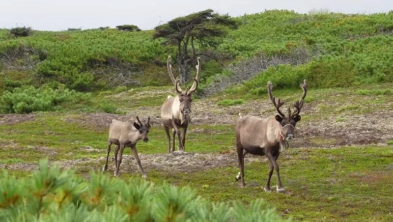 Самобытная Россия продолжает быть