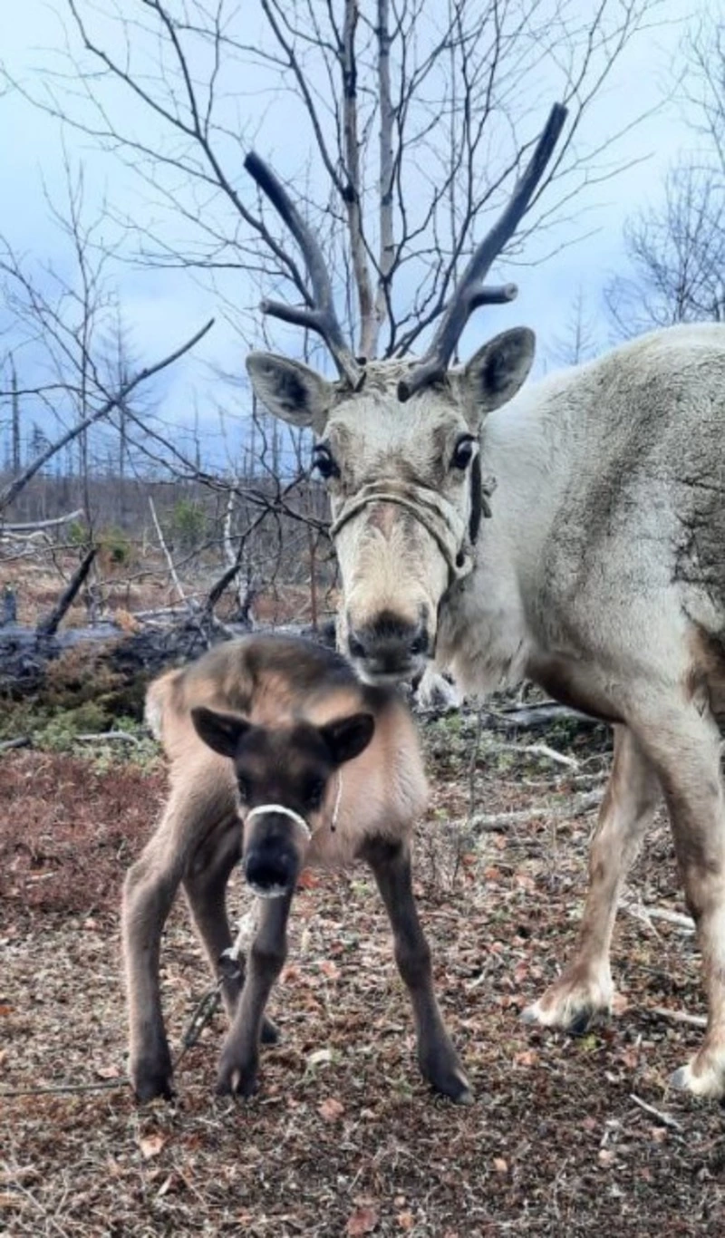 У оленей пополнение!