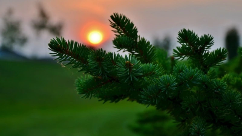 Ель – дерево, на ветвях  которого отдыхают духи 