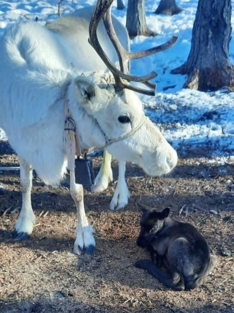 Первой появилась Верба!