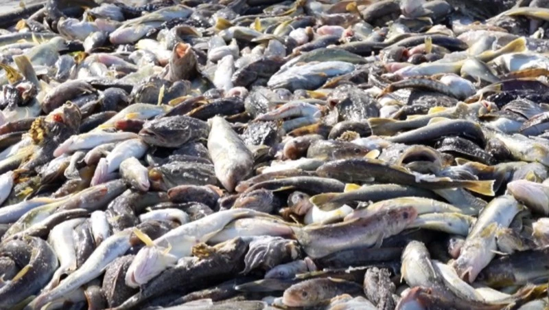 В магазинах всегда можно приобрести навагу