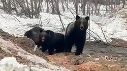 Медведи совсем близко
