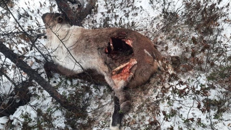 Трагедия в тундре: стая безнадзорных псов губит северных оленей