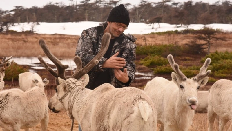 На корм крупным рогатым