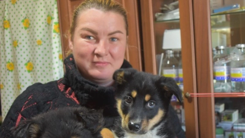 Кошкин дом, собачий дом