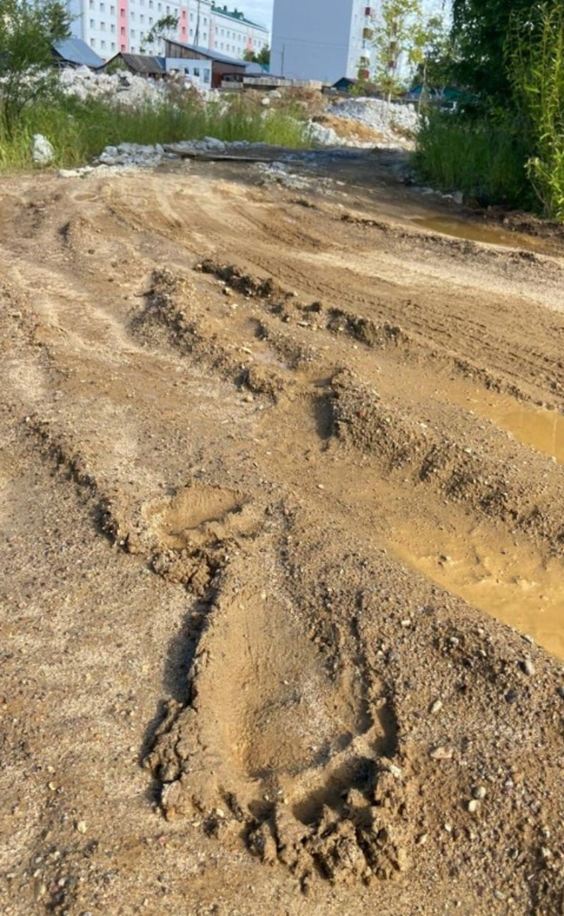 Медведь гуляет в Ногликах?