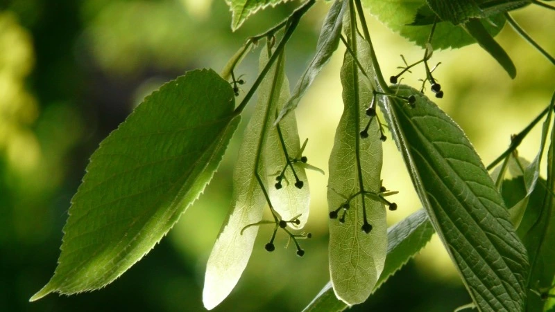 Народные приметы на 4 июля 2024: что нельзя делать в Ульянов день 