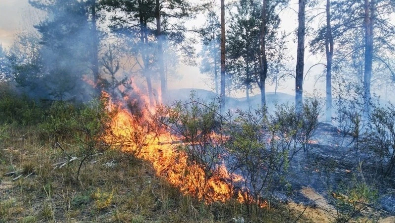 Лесной пожар