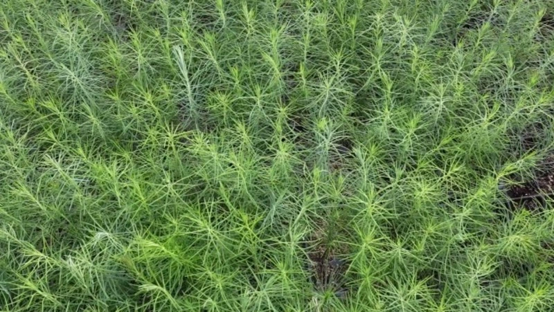 Ряды лиственниц растут