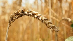 Народные приметы на 29 июля 2024: что можно и нельзя делать в этот день 