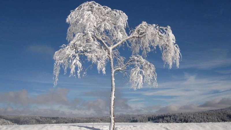 Церковный праздник 26 декабря 2023 года: что строго нельзя делать в этот день