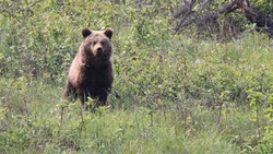 Медведь бродил в селе Вал