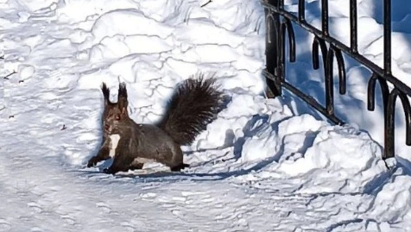 Природа всё ближе к нам?