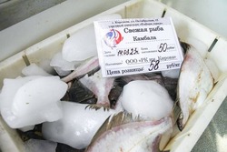 Объем реализации свежевыловленной рыбы за 2 месяца превысил уровень всего 2021 года
