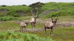 Самобытная Россия продолжает быть