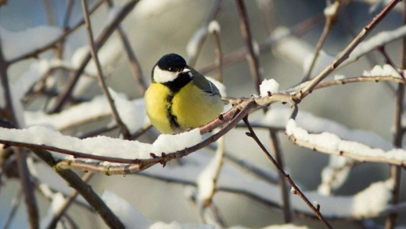 Народные приметы на 15 марта 2024 года: что строго нельзя делать в этот день 