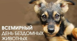 С Всемирным днем бродячих животных 2024 — картинки и открытки 