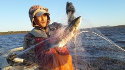 Новые участки для добычи лососевых в 2023 году выделили КМНС на Сахалине