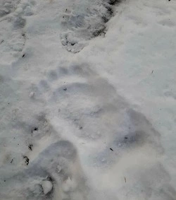 Медведь гуляет по окраинам 