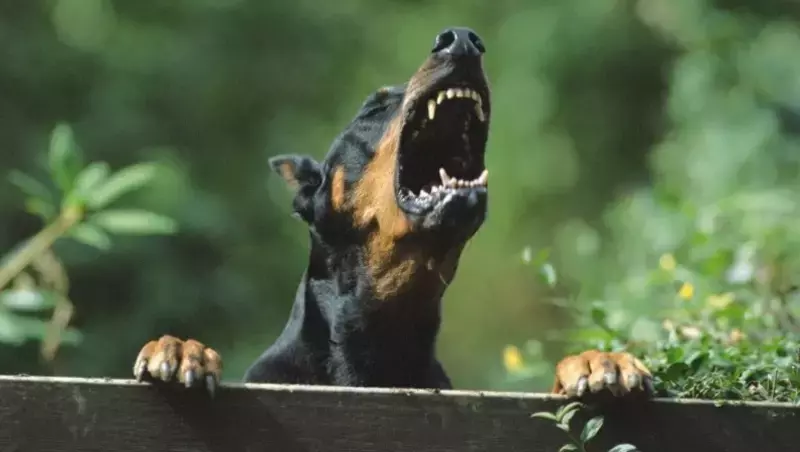 Что делать с бродячими собаками: на Сахалине обсудили радикальные меры