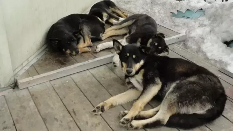 Пункты временного содержания и новые правила отлова бездомных собак введут на Сахалине