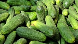 Сыпьте эти удобрения при посадке огурцов и урожай вас порадует  