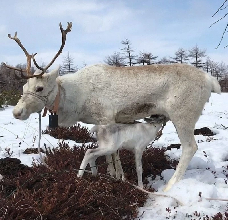 Волки нападают 