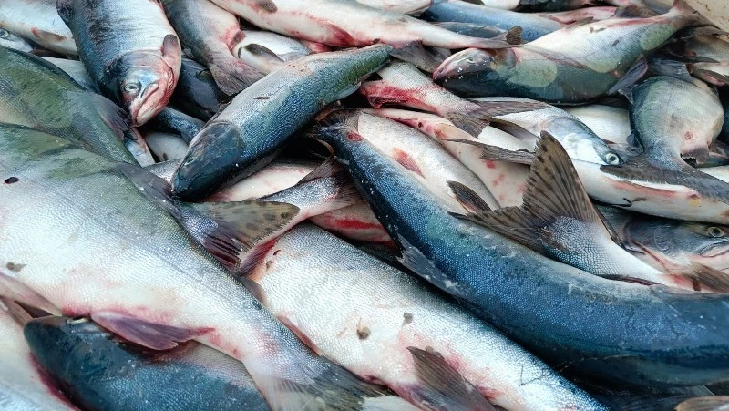 В Ногликах недостатка в рыбе на прилавках нет