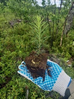 Лесовосстановление идёт полным ходом