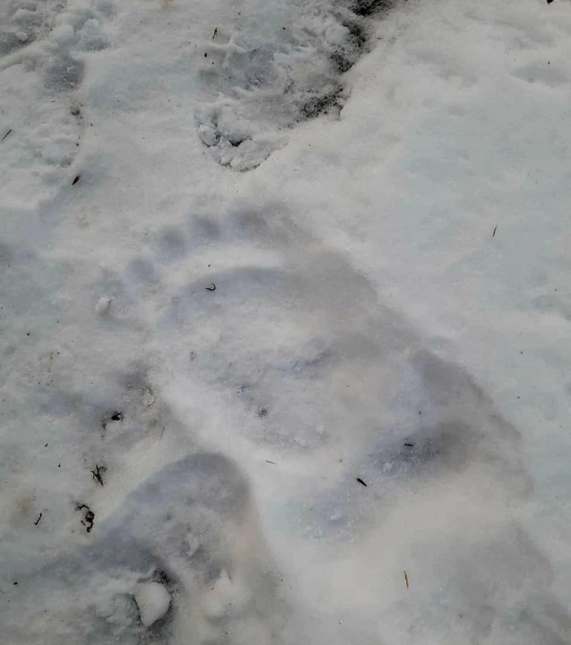 Медведь гуляет по окраинам