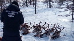 Убивших 26 краснокнижных оленей браконьеров приговорили 