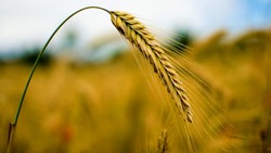 Народные приметы на 26 июля 2024: что можно и нельзя делать в этот день  
