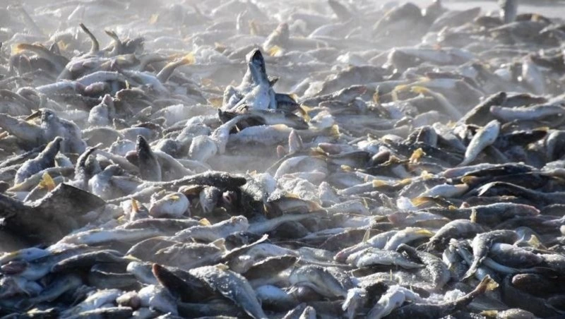 Идёт наважья путина