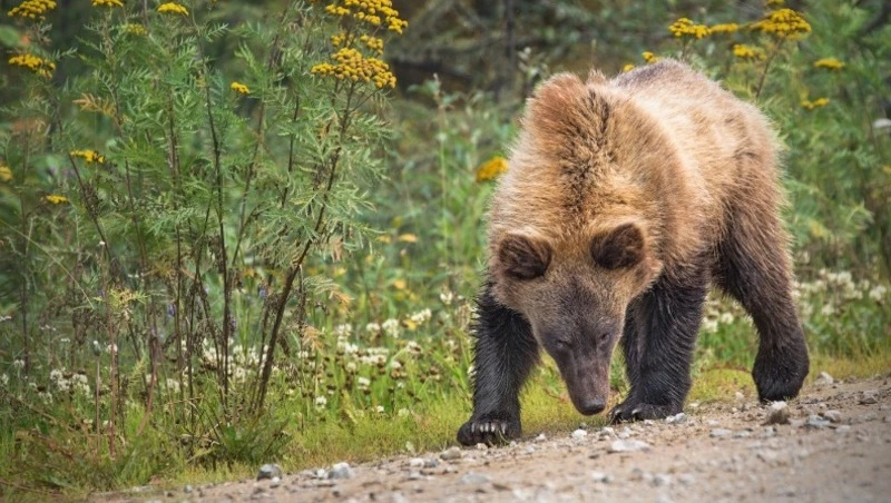 Дела медвежьи